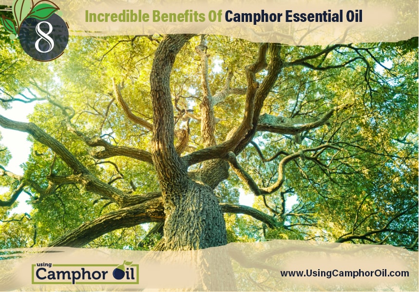  what is camphor essential oil used for